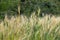 Golden wheat rice field