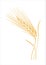 Golden wheat spike stylized vector illustration