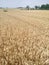 Golden  Wheat spike  Wheat rippling  Have bumper harvest  A large field of wheat