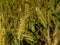 Golden wheat spikes, close-up