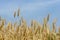 Golden wheat strands ready for harvest