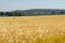 Golden wheat swaying in the wind in dense field