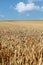 Golden wheatfield and blue sky