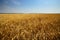 Golden wheats field