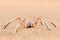 Golden wheel spider, Carparachne aureoflava, dancing white lady in the sand dune. Poison animal from Namib desert in Namibia.