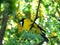 Golden Whistler in My Garden