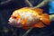Golden and white fish in dark blue deep water. Orange sea fish on the seabed. Magic goldfish in blue water.