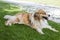 A golden and white furry dog laying down on the green grass