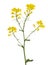 Golden wild mustard isolated flowers