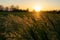 Golden Wild wheat on the field at sunset sunrise