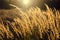 Golden Wild wheat on the field at sunset sunrise peaceful nature