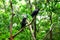Golden wing black parrots in the park