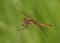 Golden Winged Skimmer Dragonfly