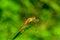 Golden-winged skimmer dragonfly Libellula auripennis closeup - Davie, Florida, USA