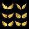 Golden wings vector collection. Angels wings isolated on black background