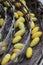 Golden worm cocoon in basket for threshing silk fibre