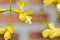 Golden Wreath, LAMIACEAE or Petraeovitex wolfei or  Petreovitex bambusetorum King or yellow flower