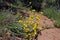 Golden Yarrow, Yellow Yarrow flowers