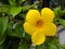 A golden yellow Allamenda flower bloomed in earthen pot in my rooftop garden