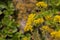 Golden yellow Alyssum flowers, Aurinia saxatilis, basket-of-gold, golden tuft or madwort, blooming in an English rock garden