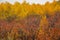 Golden Yellow Aspen Leaves Turning In Autumn Pretty Fall Foliage