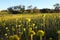 Golden yellow Australian wildflowers close up in the sun