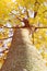 GOLDEN YELLOW AUTUMN LEAVES TREETOP VIEW. COLORFUL FALL LEAVES ON SUNSET