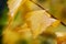 Golden yellow birch leaves