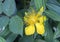 Golden Yellow bloom, hypericum calycinum