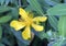 Golden Yellow bloom, hypericum calycinum