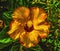 Golden Yellow Burgundy Tropical Hibiscus Flower Easter Island Chile