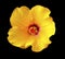 Golden Yellow Burgundy Tropical Hibiscus Flower Easter Island Chile