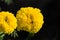 Golden Yellow Color Fresh Newly Grown Herbal Tagetes Marigold Fl