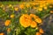 Golden Yellow Color Fresh Newly Grown Herbal Tagetes Marigold Flowers Of Sunflower Family In Spring Season For Home Gardening