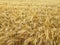 Golden yellow color rural cereal fresh nature landscape, bauty in nature, wheat field agriculture summer