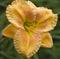 Golden Yellow Colored Daylily - Hemerocallis