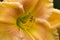 Golden Yellow Colored Daylily - Hemerocallis