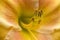 Golden Yellow Colored Daylily - Hemerocallis