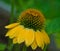 Golden Yellow Cone Flower in Spring