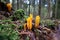 The golden yellow coral mushroom Ramaria aure in the forest