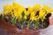 Golden yellow crocuses with opened flowers in garden pot