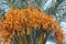 Golden yellow dates growing and hanging from palm trees in oasis, morocco, africa