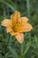 Golden Yellow Daylily Blossom - Hemerocallis