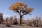 The golden yellow diversifolious poplar