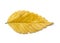 Golden yellow fall season elm leaf on white
