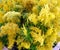 Golden Yellow Feather Celosia Plant