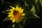 Golden yellow flower of Heliopsis helianthoides var. scabra of the `Sunburst` variety (false sunflower, rough oxeye)