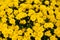 Golden yellow flowers of Chrysanthemum Poppins Yellow Jewel