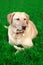 Golden Yellow Labrador Dog On Grass