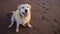 Golden yellow labrador overweight at the beach on sand